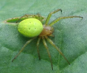 Bizarre Mini Watermelons Found in the Wild: Toxic Creeping Cucumbers - image 5