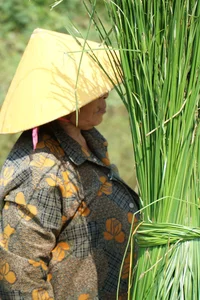 Exploring the Scenic Thu Bon River and Traditional Craft Villages - image 8
