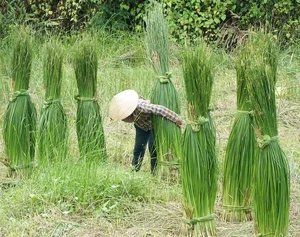 Exploring the Scenic Thu Bon River and Traditional Craft Villages - image 10