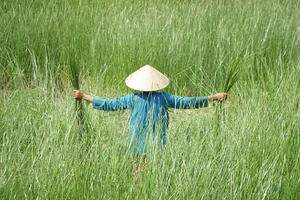Exploring the Scenic Thu Bon River and Traditional Craft Villages - image 3