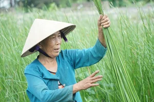 Exploring the Scenic Thu Bon River and Traditional Craft Villages - image 4