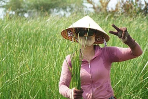 Exploring the Scenic Thu Bon River and Traditional Craft Villages - image 1