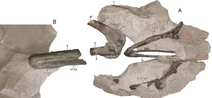 Discovering the 'Sleeping Hunter': A Groundbreaking Revelation in the World of Paleontology - image 0