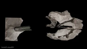 Discovering the 'Sleeping Hunter': A Groundbreaking Revelation in the World of Paleontology - image 4