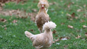 The Rise of Exotic Polish Crested Chickens in Vietnam - image 0