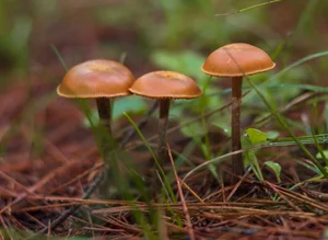 Deadly Beauty: The World’s Most Toxic Mushrooms That Can Kill on Contact - image 3
