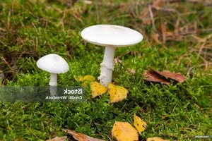 Deadly Beauty: The World’s Most Toxic Mushrooms That Can Kill on Contact - image 0