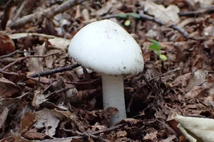 Deadly Beauty: The World’s Most Toxic Mushrooms That Can Kill on Contact - image 1