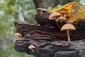 Deadly Beauty: The World’s Most Toxic Mushrooms That Can Kill on Contact - image 2
