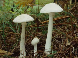 Deadly Beauty: The World’s Most Toxic Mushrooms That Can Kill on Contact - image 5