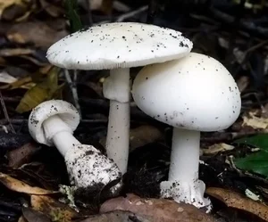 Deadly Beauty: The World’s Most Toxic Mushrooms That Can Kill on Contact - image 4