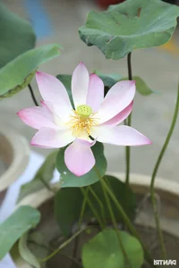 Discover the Art of Premium Lotus Tea at the Hanoi Lotus Festival - image 2