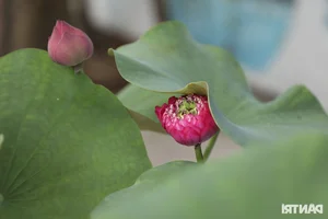 Discover the Art of Premium Lotus Tea at the Hanoi Lotus Festival - image 13