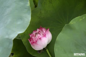 Discover the Art of Premium Lotus Tea at the Hanoi Lotus Festival - image 1
