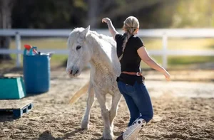 North Carolina's Multi-Talented Horse Sets Incredible New Guinness World Record - image 5