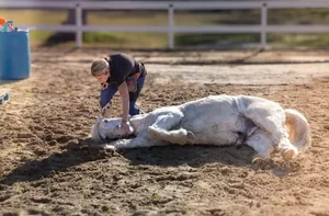 North Carolina's Multi-Talented Horse Sets Incredible New Guinness World Record - image 3