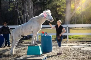 North Carolina's Multi-Talented Horse Sets Incredible New Guinness World Record - image 0