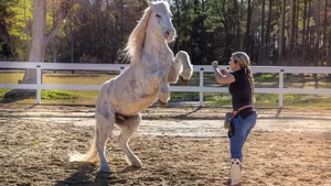 North Carolina's Multi-Talented Horse Sets Incredible New Guinness World Record - image 4