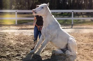 North Carolina's Multi-Talented Horse Sets Incredible New Guinness World Record - image 2