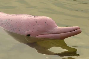 Rare and Mysterious Mythical Beasts of the Amazon Rainforest - image 0