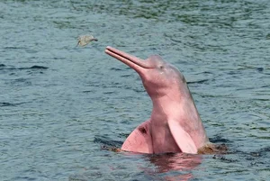 Rare and Mysterious Mythical Beasts of the Amazon Rainforest - image 5