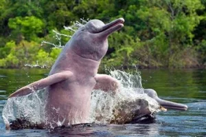 Rare and Mysterious Mythical Beasts of the Amazon Rainforest - image 2
