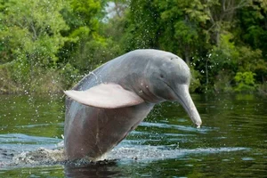 Rare and Mysterious Mythical Beasts of the Amazon Rainforest - image 6