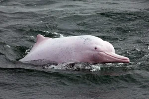Rare and Mysterious Mythical Beasts of the Amazon Rainforest - image 3