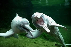 Rare and Mysterious Mythical Beasts of the Amazon Rainforest - image 7