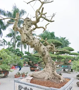 From Wild Plants to Billion-Dollar Bonsai: The Art of Botanical Transformation - image 2