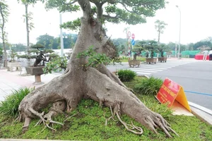 From Wild Plants to Billion-Dollar Bonsai: The Art of Botanical Transformation - image 6