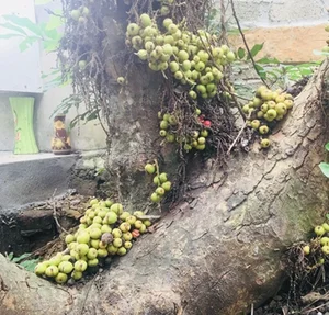 From Wild Plants to Billion-Dollar Bonsai: The Art of Botanical Transformation - image 4