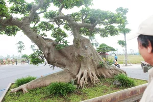 From Wild Plants to Billion-Dollar Bonsai: The Art of Botanical Transformation - image 5