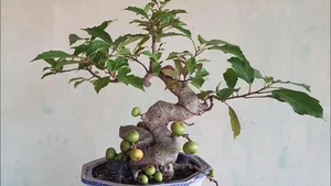 From Wild Plants to Billion-Dollar Bonsai: The Art of Botanical Transformation - image 3