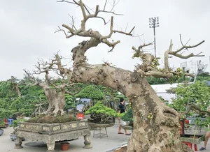 From Wild Plants to Billion-Dollar Bonsai: The Art of Botanical Transformation - image 7