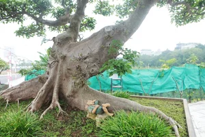 From Wild Plants to Billion-Dollar Bonsai: The Art of Botanical Transformation - image 0