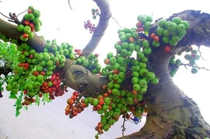 From Wild Plants to Billion-Dollar Bonsai: The Art of Botanical Transformation - image 9