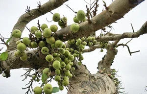 From Wild Plants to Billion-Dollar Bonsai: The Art of Botanical Transformation - image 1