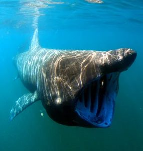 Shocking Catch: A 7-Meter 'Monster Fish' Leaves Local Fishermen Stunned - image 6