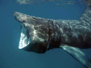 Shocking Catch: A 7-Meter 'Monster Fish' Leaves Local Fishermen Stunned - image 4