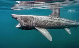 Shocking Catch: A 7-Meter 'Monster Fish' Leaves Local Fishermen Stunned - image 0