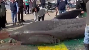 Shocking Catch: A 7-Meter 'Monster Fish' Leaves Local Fishermen Stunned - image 1