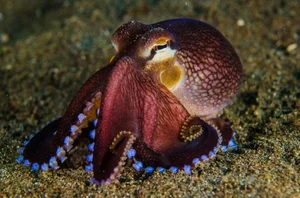 The Fascinating Science of Animals with Three Hearts and Blue Blood - image 12