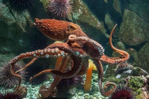 The Fascinating Science of Animals with Three Hearts and Blue Blood - image 14