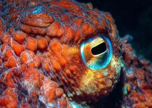 The Fascinating Science of Animals with Three Hearts and Blue Blood - image 11
