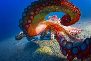 The Fascinating Science of Animals with Three Hearts and Blue Blood - image 10