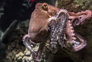The Fascinating Science of Animals with Three Hearts and Blue Blood - image 6