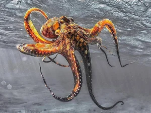 The Fascinating Science of Animals with Three Hearts and Blue Blood - image 5