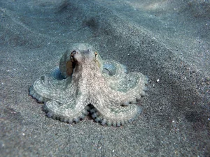 The Fascinating Science of Animals with Three Hearts and Blue Blood - image 8