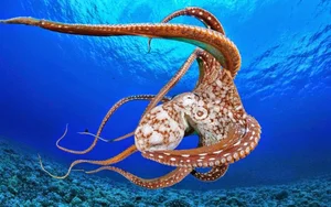 The Fascinating Science of Animals with Three Hearts and Blue Blood - image 2